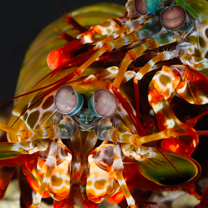 The mantis shrimp has inspired a new method of underwater navigation.